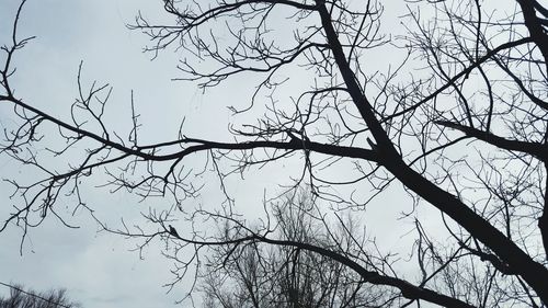 Low angle view of tree against clear sky