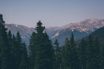 Trees against rocky mountains