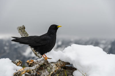 Black bird, an alpine chough perching on branch in mountains in winter