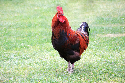 Rooster on field