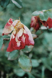 Close-up of red rose