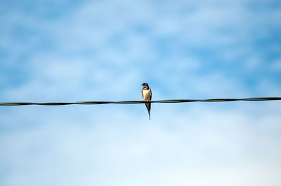 Low angle view of bird perching on cable