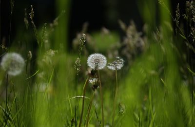 Close-up of dandelion in field