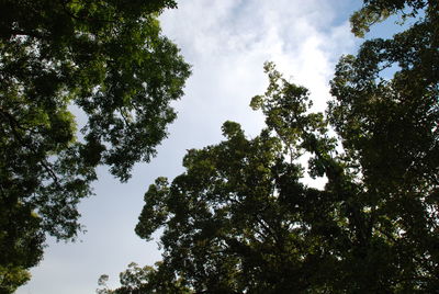 Low angle view of trees against sky