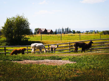 Llamas grazing on grassy field against clear sky