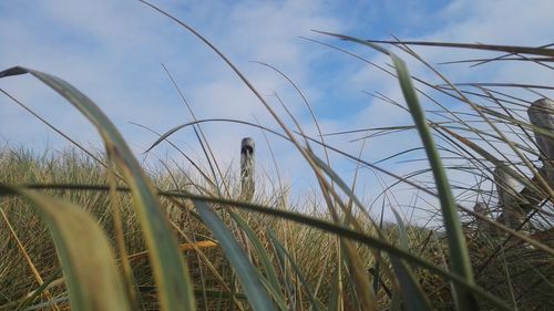 Bird on grass against sky