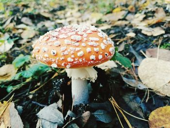 High angle view of fly agaric mushroom on field