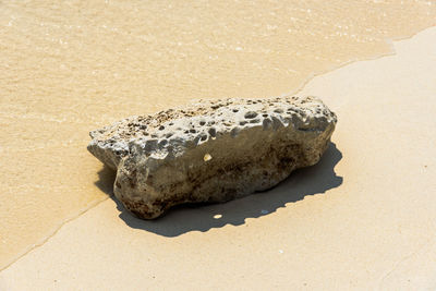 Close-up of crab on rock at beach
