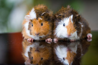 Close-up portrait of a two guinea pig.