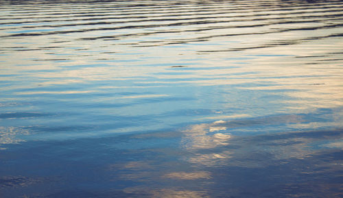 Reflection of trees in water