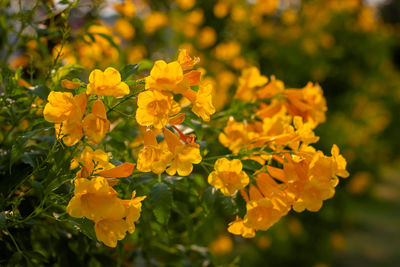 Close-up of yellow flowering plant