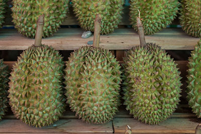 Cactus growing at market stall