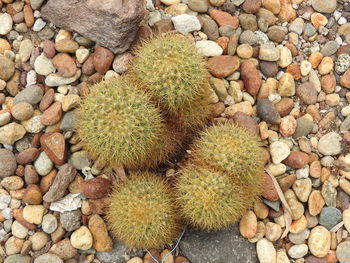 High angle view of cactus on pebbles