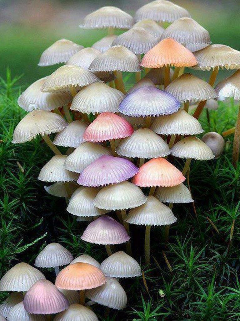 mushroom, fungus, field, close-up, growth, grass, toadstool, nature, freshness, fragility, uncultivated, beauty in nature, focus on foreground, day, no people, outdoors, abundance, natural pattern, high angle view, edible mushroom