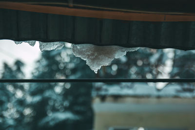 Close-up of frozen plant during rainy season