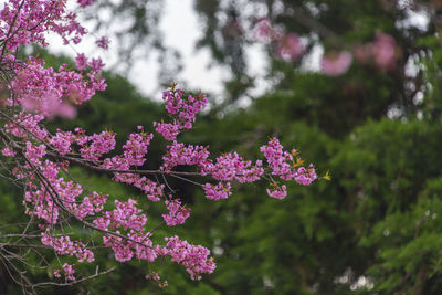 Close-up of pink flowering plants against blurred background