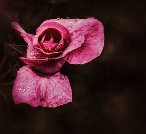 Close-up of pink rose