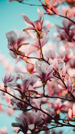 Close-up of pink cherry blossoms in spring