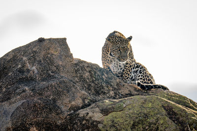 Leopard sits on rock with head lowered