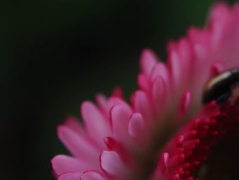 Close-up of pink flower against black background