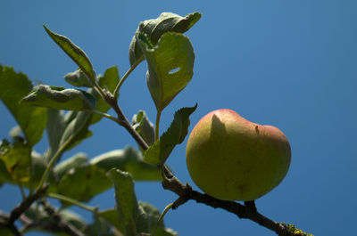 Low angle view of fruit growing on tree against sky