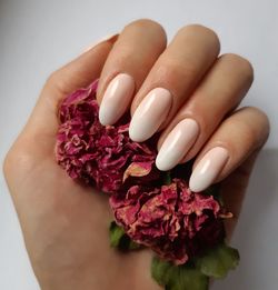 Close-up of hand holding pink flowers over white background