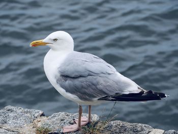 Close-up of seagull perching on a sea