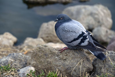 Close-up of bird perching on rock