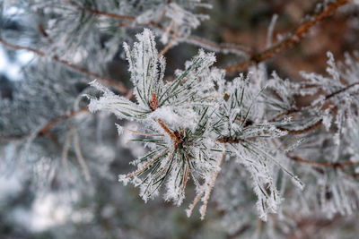 Close-up of frozen plant during winter