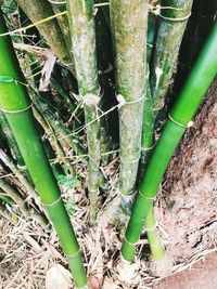 High angle view of bamboo plants on field