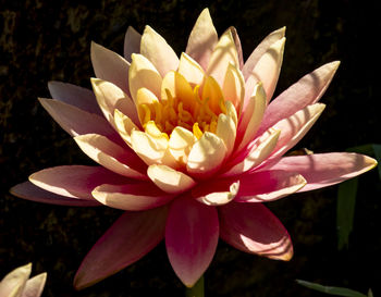 Close-up of lotus water lily