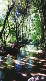 River flowing through forest