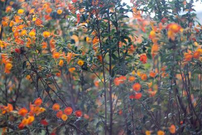 Close-up of orange flowering plants