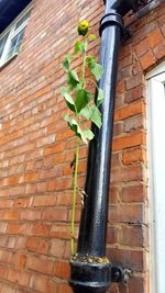 Low angle view of plant against building