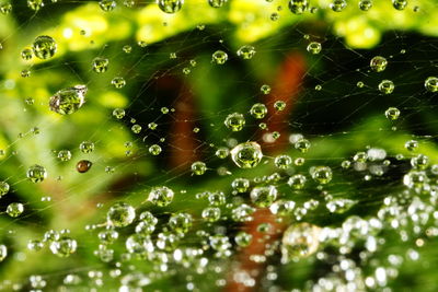 Close-up of water drops on spider web