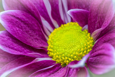 Close-up of purple flower