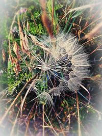 Close-up of dandelion on field