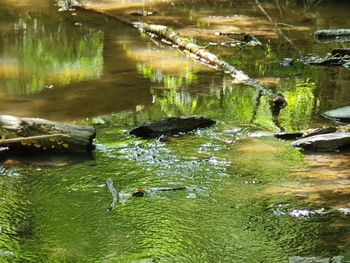 View of ducks swimming in lake