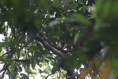 Low angle view of tree leaves against sky