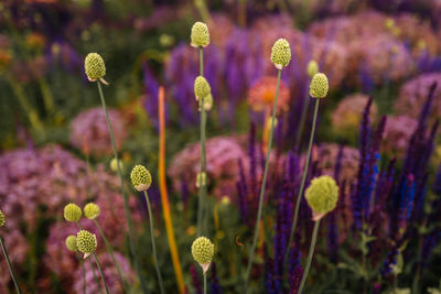 Close-up of purple flowering plants on field