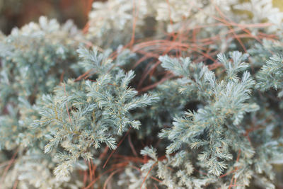 Close-up of frozen plant