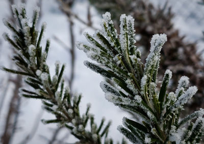 Close-up of snow covered pine tree