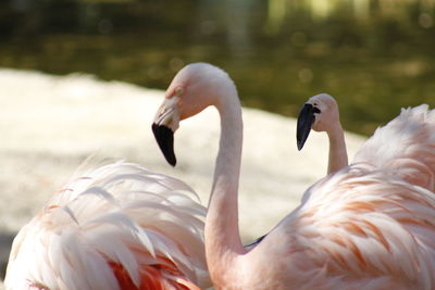 Close-up of birds in water