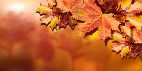 autumn
