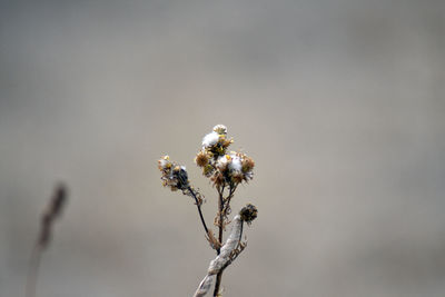 Close-up of wilted plant against sky