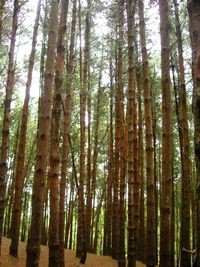 Low angle view of trees in forest