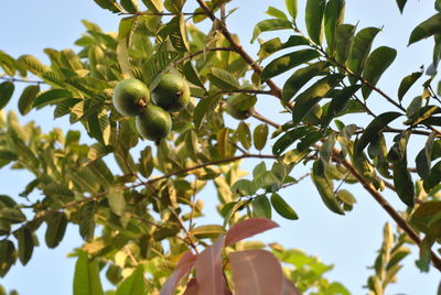 Low angle view of fruits growing on tree against sky