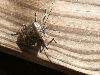 High angle view of insect on wood