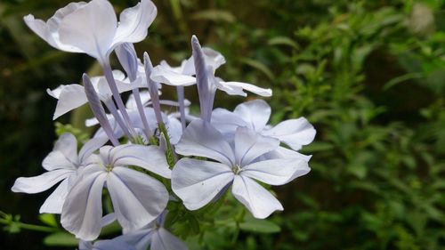 Close-up of white flower