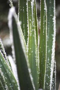 Close-up of water drops on grass